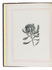 Surprising respect for Australian Aboriginal languages, with 4 botanical wood engravings and colour-printed decorations