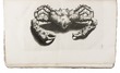 60 splendid plates of East Indian shellfish, crustaceans and other marine specimens