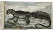 A newly discovered lizard and a strange plant-animal, both with a coloured illustration