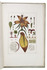 Beautifully illustrated work on microscopy by the famous naturalist Ledermüller