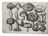 Earliest Dutch monograph on fungi, presentation copy
