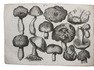 Earliest Dutch monograph on fungi, presentation copy