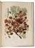 Javanese fruits & flowers, with 40 large chromolithographs