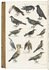 A natural history with 56 hand-coloured plates: the fossils, flora and fauna of the earth
