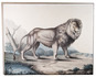 Fascinating large watercolour of an African lion by a well-known 19th-century French nature draughtsman