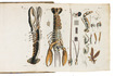 Beautiful work on the plants and animals living in the Dutch North Sea