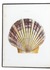 The first comprehensive work on Japanese marine shells, with 37 chromo-lithographed plates