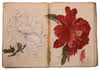 Beautiful, detailed and accurate Japanese colour drawings, mostly botanical, on 85 double-page spreads