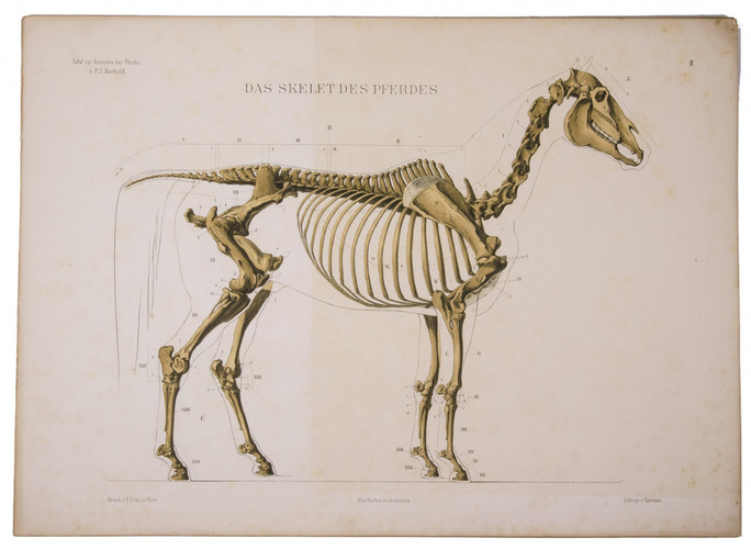 Educating the Austrian army in the anatomy of the horse 