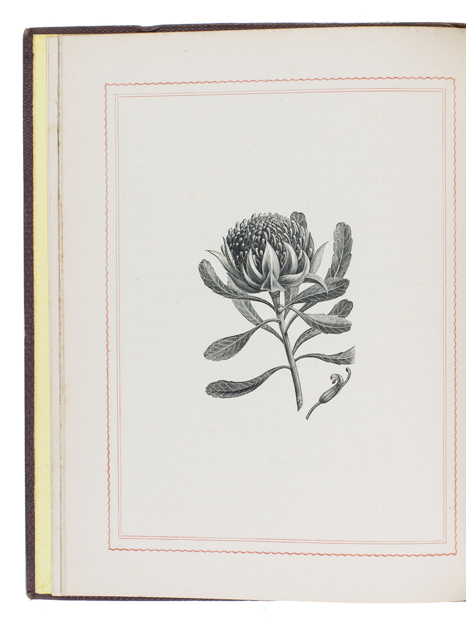 RIDLEY, William. - Kamilaroi, Dippel, and Turrubul: languages spoken by Australian Aborigines.Sydney, Thomas Richards (New South Wales government printer), 1866. 4to. With an armorial vignette printed in several colours and gold (the unofficial Advance Australia Australian coat of arms), 4 fine full-page wood engravings of plants and flowers. Original publisher's maroon textured cloth.