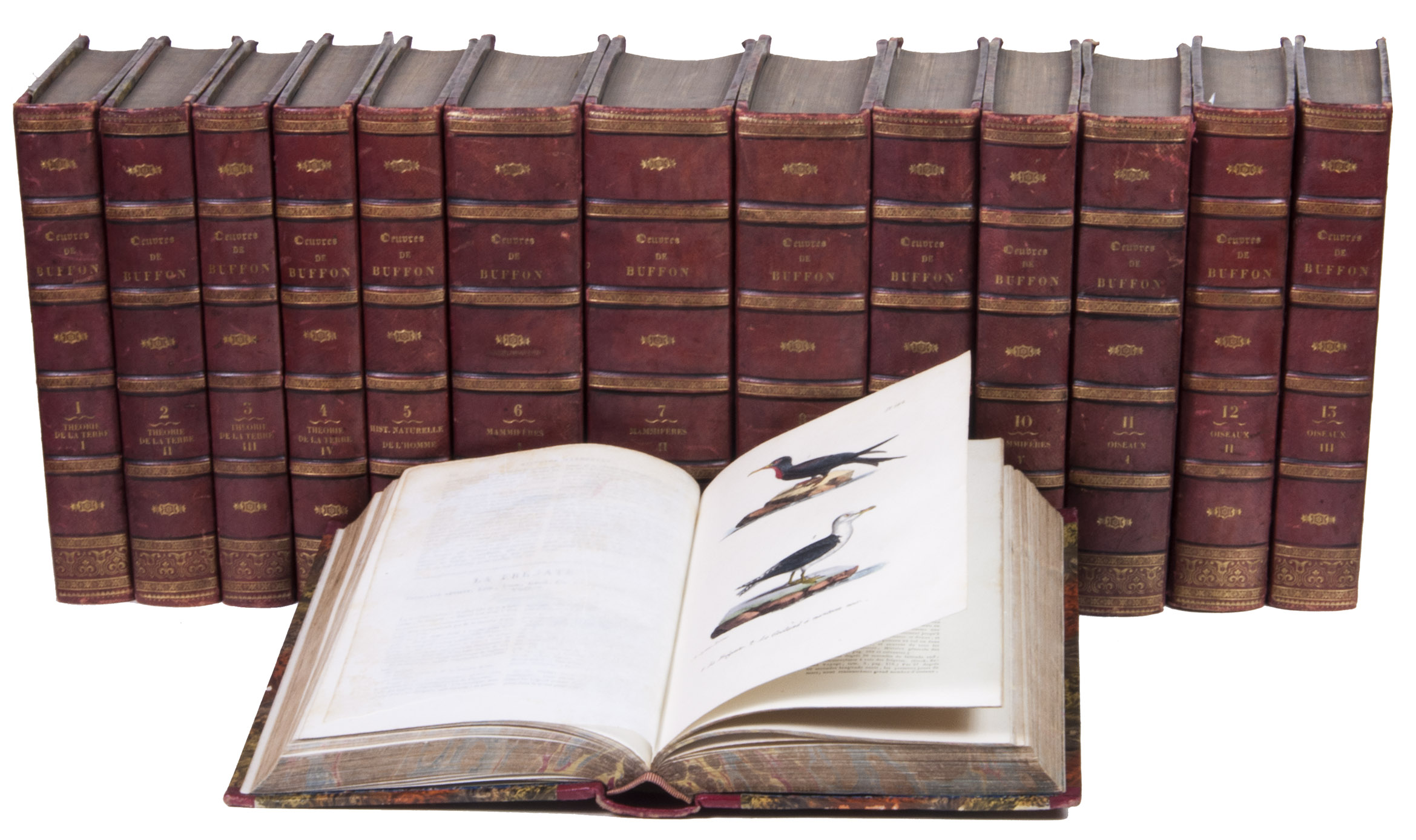 BUFFON, Georges Louis Leclerc, Comte de. - Oeuvres complètes de Buffon, suivies de ses continuateurs Daubenton, Lacépède, Cuvier, Duméril, Poiret, Lesson et Geoffroy-St-Hilaire.Brussels, Th. Lejeune, 1828-1830. 14 volumes. Large 8vo (24 x 16 cm). With lithographed frontispiece portrait of the author, lithographed portrait of Daubenton, 2 lithographed emblematic frontispieces, 2 lithographed double-page maps, 6 numbered lithographed plates of teeth, 16 numbered lithographed plates of scientific instruments and apparatus, and 6 numbered lithographed plates of seeds in the first 4 introductory volumes, lithographed frontispieces of a naked man, woman and child, and 26 lithographed plates of human heads and species, of which 10 are nicely coloured by hand in volume 5 on the natural history of man, illustrations of mammals and mammalian anatomy on 469 lithographed plates, of which 226 coloured by hand in volumes 6 to 10, and illustrations of birds on 210 lithographed plates, all beautifully coloured by hand and several heightened with gold in volumes 11 to 14. Contemporary gold-tooled half red half morocco, marbled paper sides, marbled edges, marbled endpapers.