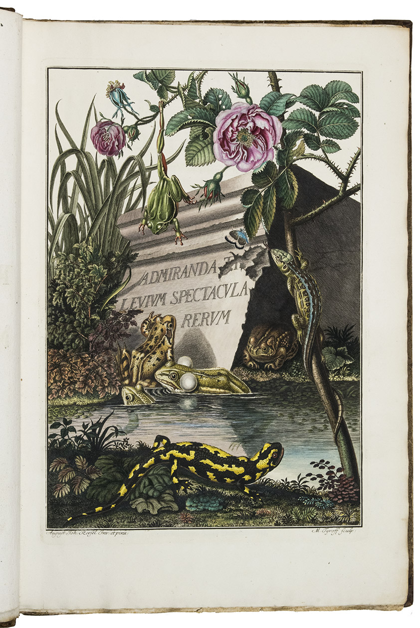 RSEL VON ROSENHOF, August Johann. - Historia naturalis ranarum nostratium in qua omnes earum proprietates, praesertim quae ad generationem ipsarum pertinent, fusius enarrantur. | Die natrliche Historie der Frsche hiesigen Landes worinnen alle Eigenschaften derselben, sonderlich aber ihre Fortpflanzung, umstndlich beschrieben werden.Nuremberg, Johann Joseph Fleischmann, [1753]-1758. 2 parts in 1 volume. Royal folio (48 x 33 cm). With hand-coloured engraved frontispiece and 2 sets of the 24 engraved plates. Each of the 24 plates is present twice: beautifully hand-coloured with the figures still unnumbered, and in black and white with the figures numbered (and key letters added) but with Rsel's name erased. Contemporary half calf, gold-tooled spine.