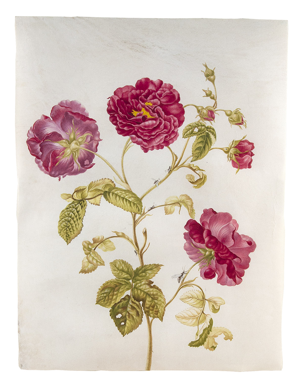 HEROLT, Johanna Helena. - [Watercolour of a branch of a French roses, with several flowers and insects].[Amsterdam, ca. 1700]. Watercolour drawing (38.5 x 29 cm) on extremely fine white parchment, said to be uterine lamb, showing a branch of French roses with three fully opened flowers, five buds or partly opened flowers, four ants (with and without wings) and probably a hover fly. Framed.