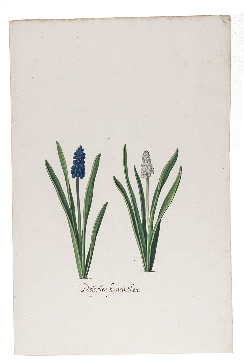 [HOLSTEYN Pieter the younger]. - Druyven hyacinthen.[Netherlands, ca. 1650]. Watercolour (ca. 13.5 x 13 cm) on laid paper (31.5 x 21 cm), with caption below.