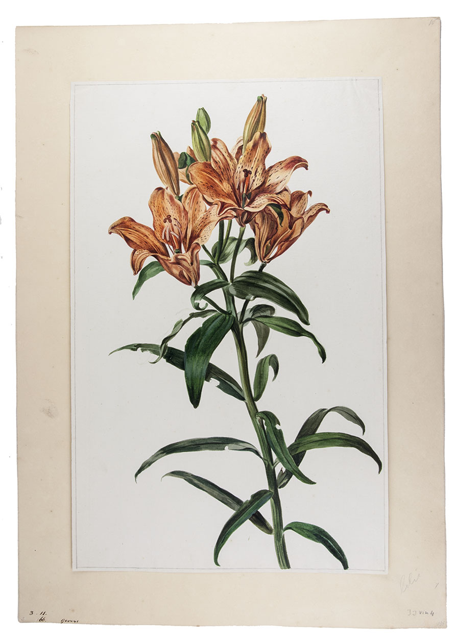 [VINNE, Jan Jansz. van der]. - [Tiger lily].[Netherlands, ca. 1780?]. Watercolour on a half sheet of laid paper (42.5 x 27.5 cm), mounted on wove paper. In a passepartout.