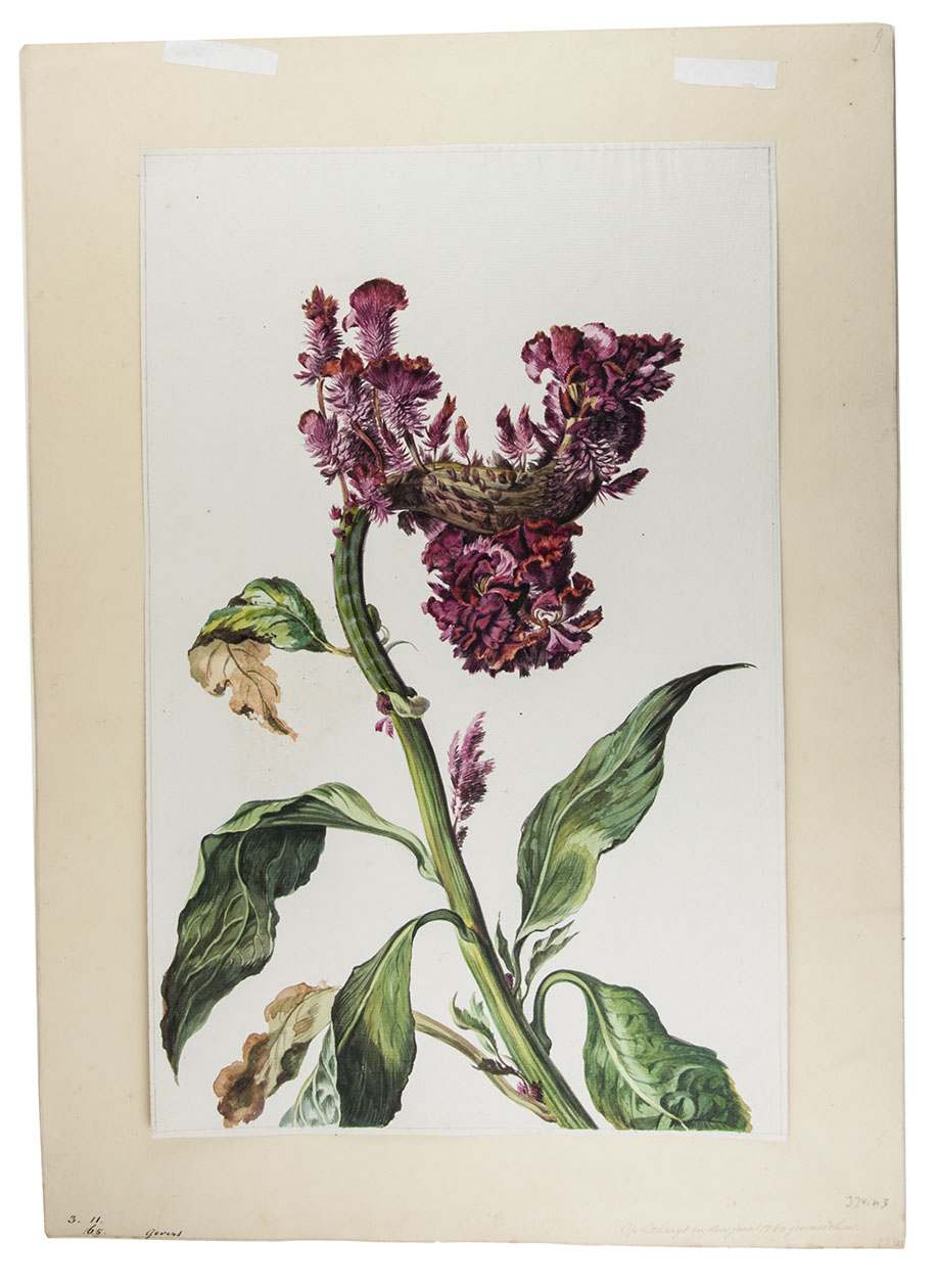 [VINNE, Jan Jansz. van der]. - [Celosia cristata].[Lekzigt near Dordrecht?, 1780?]. Watercolour on a half sheet of laid paper (42.5 x 27.5 cm), mounted on wove paper. In a passepartout.