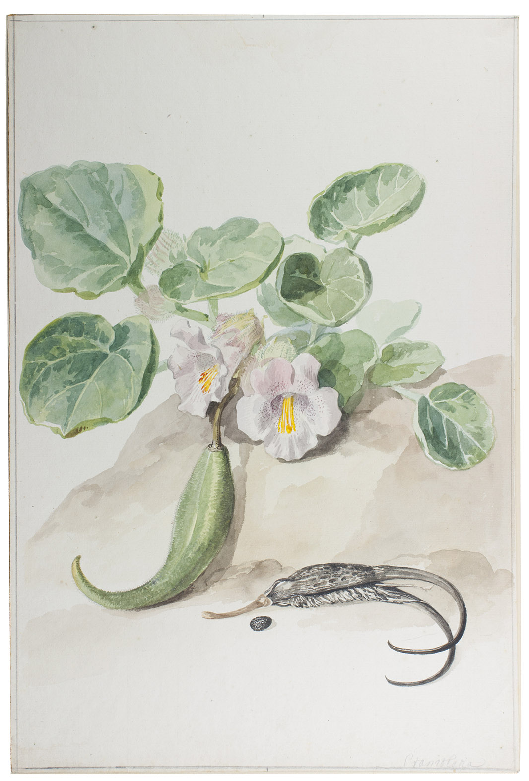 [SCHOUMAN, Aert]. - [Proboscidea louisianica].[Netherlands, 2nd half of the 18th-century]. Watercolour on laid paper (40.5 x 27 cm) of a flowering Proboscidea louisianica, with fruit and a horned seedpod on the ground. In passepartout (55 x 40 cm).