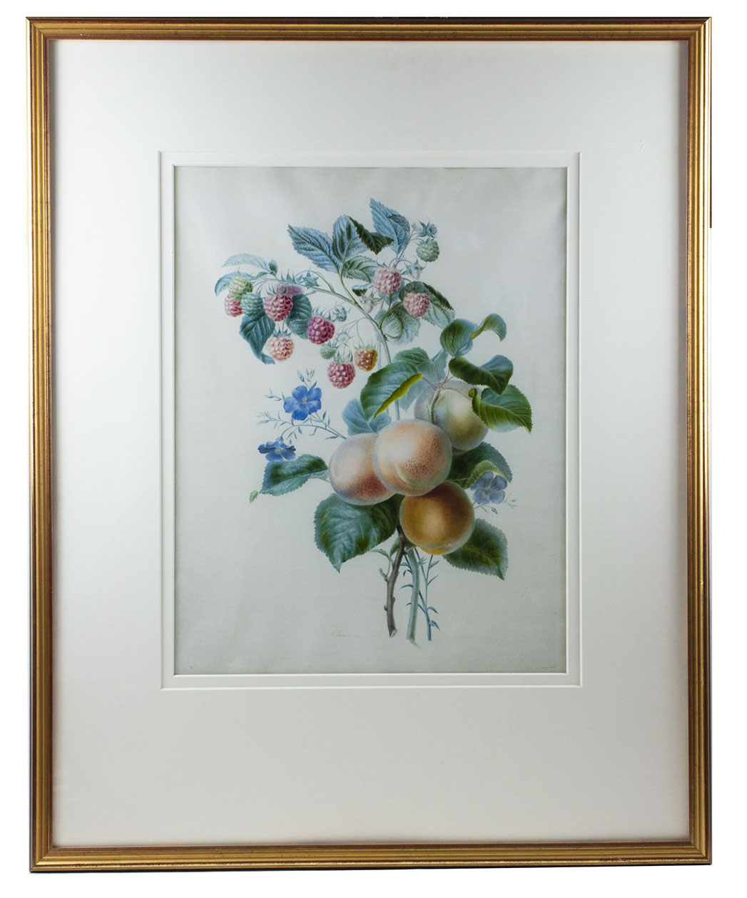 DELARUE, Claire. - [Watercolour with flowers and fruits on vellum, signed].[Paris, ca. 1840]. (43.5 x 35 cm). With peaches, raspberries and blue flax. Framed.