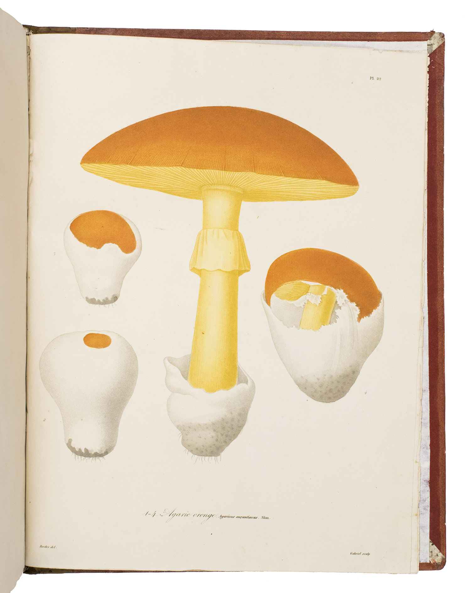 ROQUES, Joseph. - Histoire des champignons comestibles et veneneux, ornée de figures coloriées représentant les principales espèces dans leurs dimensions naturelles, où l'on expose leurs caractères distinctifs, leurs propriétés alimentaires et économiques, leurs effets niusibles et les moyens de s'en garantir ou d'y remédier, ouvrage utile aux amateurs de champignons, aux médecins, aux naturalistes, aux propriétaires ruraux, aux maires des villes et des campagnes.Paris, Hocquart aîné, Gosselin, Treuttel, et Wurtz, 1832. 4to. With 24 beautifully handcoloured engraved plates showing all kinds of mushrooms. Contemporary gold-tooled quarter light brown calf, kept in a cardboard slipcase.
