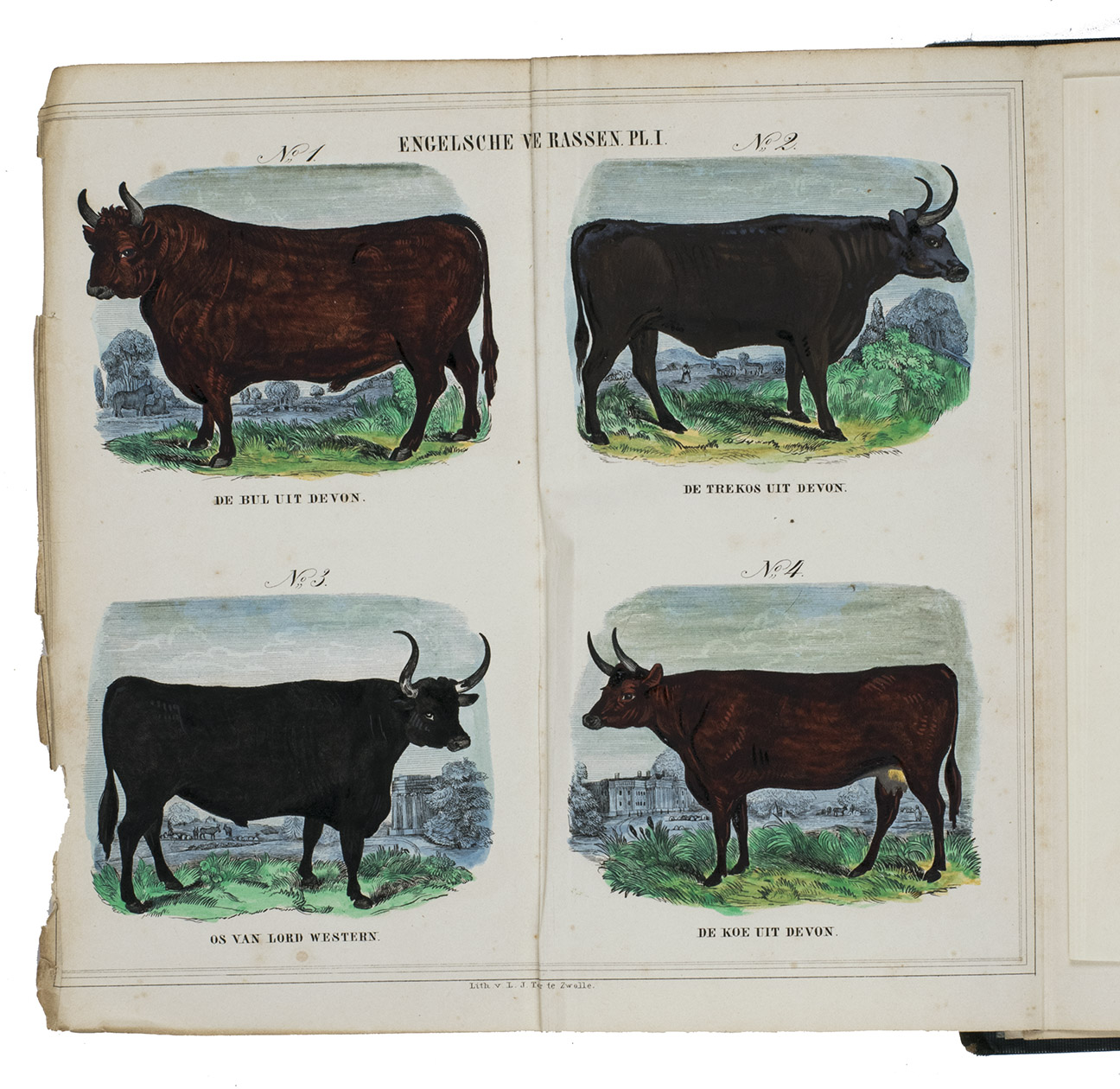 ENKLAAR, Evert Cornelis. - Engelsche rundveerassen. Naar het werk van Dr. Youat. Met 32 figuren.Zwolle, W.E.J. Tjeenk Willink, 1852. With 32 charming handcoloured illustrations of British cattle breeds on 9 folding lithographed plates by L.J. Tordoir in Zwolle. Contemporary half calf with gold-tooled spine.