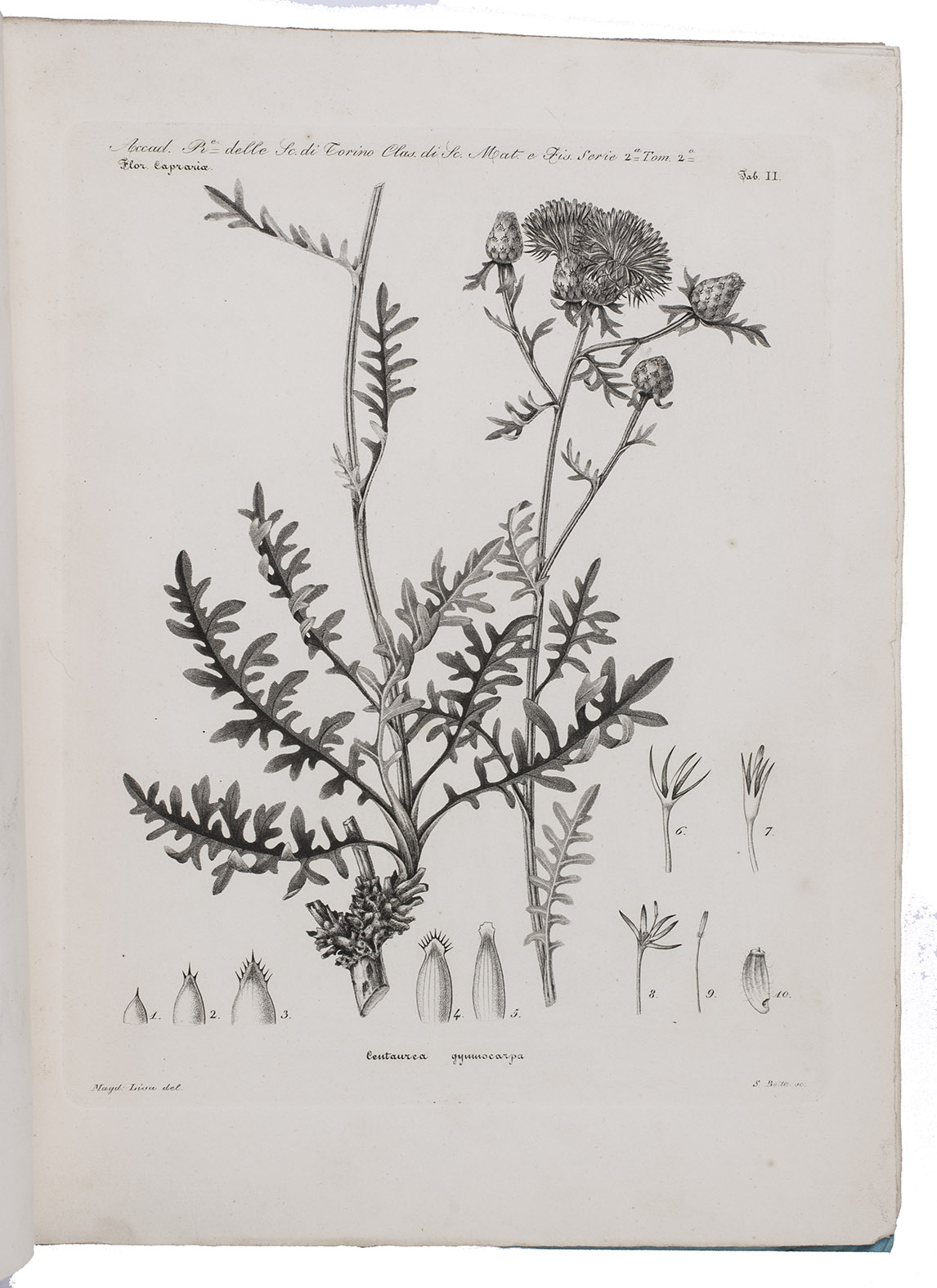MORIS, Giuseppe Giacinto and Giuseppe de NOTARIS. - Florula Caprariae sive enumeratio plantarum in insula Capraria vel sponte nascentium vel ad utilitatem latius excultarum.Torino, Ex Regio Typographeo, 1839. Large 4to (31 x 23 cm). With 6 numbered engraved botanical plates. Publisher's original printed blue paper wrappers.