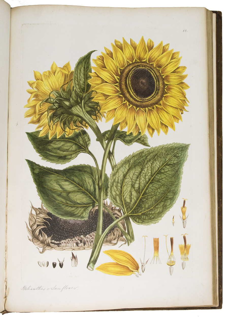 MILLER, John. - Illustratio systematis sexualis Linnaei, ... | An illustration of the sexual system of Linnaeus, ...London, published and sold by the author at his house ..., [1770-]1777. 3 volumes. Imperial folio (54 x 38 cm). Richly engraved frontispiece with medallion portraits of Miller and Linnaeus at the head, 3 identical engraved title-pages, 2 series of engraved botanical plates, each series printed from the same 104 plates, but that in volume 1  in proof-states and beautifully hand-coloured, that in volumes 2 & 3 in black and white with titles and imprints, and 4 further plates, numbered I-IV, showing 178 varieties of leaves, finely hand-coloured. With a full-page allegorical dedicatory pen and watercolour drawing for Queen Charlotte of England on the end-leaf before the frontispiece of the first volume, and a professionally lettered index covering all 3 volumes, specially made for this dedication copy, at the end of volume 3. Contemporary uniform gold-tooled mottled calf, richly gold-tooled spine.