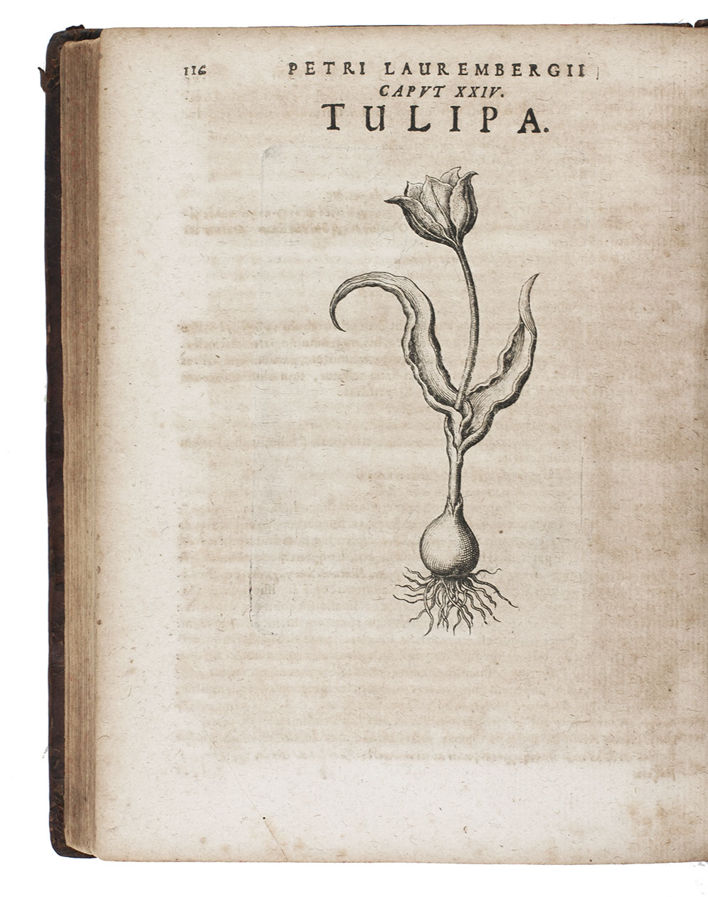 LAUREMBERGI, Peter. - Horticultura, libri II. comprehensa; huic nostro coelo & solo accommodata; regulis, observationibus, experimentis, & figuris novis instructa: In qua quicquid ad hortum proficue colendum, et eleganter instruendum facit, explicatur.- Apparatus plantarius: tributus in duos libros. I. De plantis bulbosis. II. De plantis tuberosis. Quibus exhibentur praeter nomenclaturas, multiplices earum differentiae & species; vires; usas tam culinarius quam medicus: cultura sive ratio eas plantandi, conservandi, propagandi. Itemque quae poetae, philologi, philosophi, sacrae litterae, &c. de iis memoratu digna annotarunt.Frankfurt, Matthaeus Merian, 1654. 2 works in 1 volume. 4to. With 2 title-pages, each title in a richly engraved emblematic border, 29 engraved plates on gardens and gardening in the first work, and 36 engraved plates with flowers in the second work, all by Matthias Merian. Contemporary mottled calf.