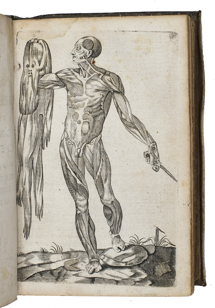 BEVERWIJCK, Johannes van. - Heel-konste, ofte derde deel van de genees-konste, om de uytwendige gebreken te heelen.Dordrecht, Hendrick van Esch for Pieter Looymans and Maerten de Bot, 1645.With: PLEMPIUS (PLEMP), Fortunatus. Verhandeling der spieren. ...Dordrecht, Hendrick van Esch for Pieter Loymans and Maerten de Bot, 1645.Small 8vo. With an engraved frontispiece, an emblematic engraving in the preliminaries, 5 engravings of herbs and plants, including 3 with views of Granada, Orange and Cairo, 2 anatomical engravings in the text and 11 full-page engraved anatomical plates. Original overlapping vellum, manuscript title on spine, red edges.
