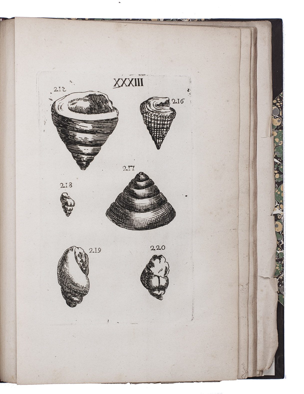 [BOURGUET, Louis]. - Mmoires pour servir a l'histoire naturelle des ptrifications dans les quatre parties du monde.The Hague, Jean Neaulme, 1742. 2 parts in 1 volume. 4to. With 60 folding engraved plates with 441 illustrations of fossils and shells. Modern half calf, gold-tooled spine.