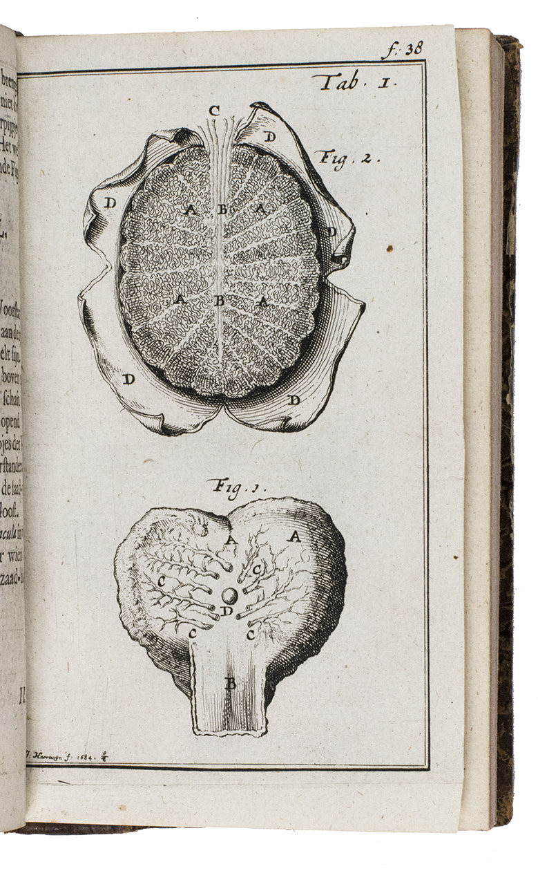 BLANKAART, Steven. - Venus belegert en ontset. Oft verhandelinge van de pokken, en des selfs toevallen, met een grondige en zekere genesinge. ...Amsterdam, Timotheus ten Hoorn, 1684. 8vo. With a finely etched and engraved illustrated title-page, and 8 finely engraved plates.  Mottled half calf (ca. 1830?), gold tooled spine with a pink gold-tooled vellum label, decorated paper sides. Rebacked, preserving the original backstrip.