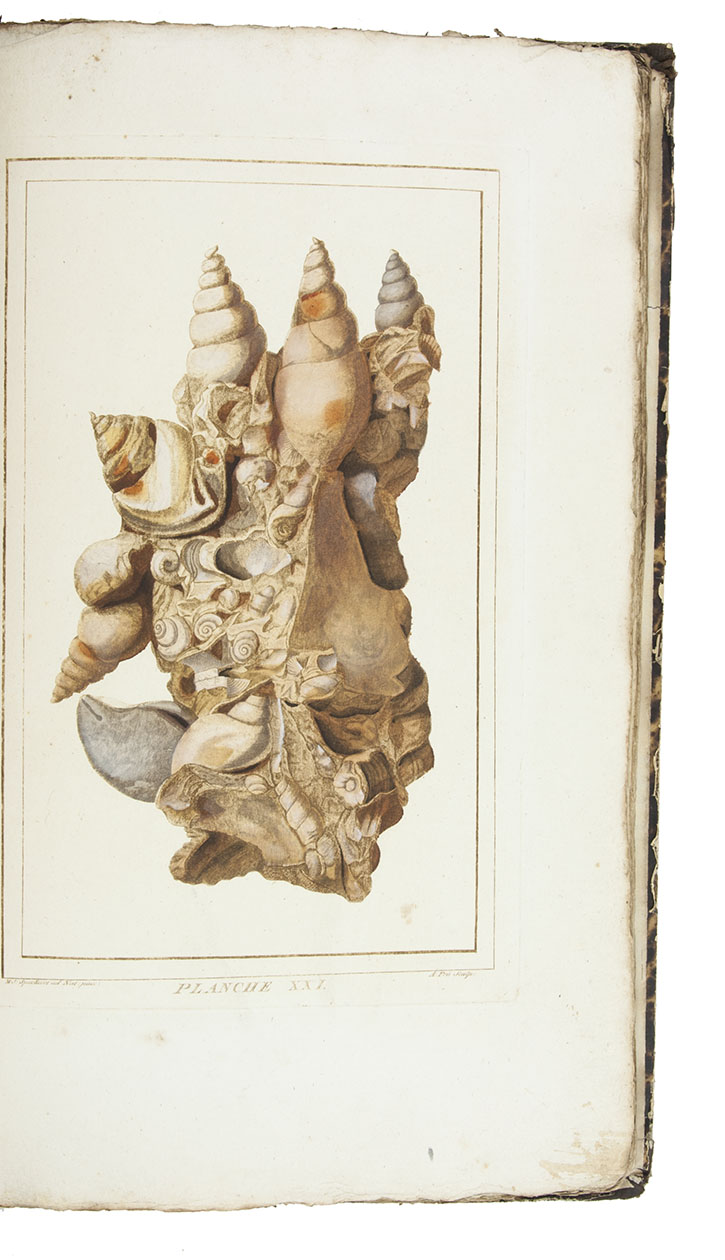 BURTIN, Franois-Xavier. - Oryctographie de Bruxelles ou description des fossiles tant naturels qu'accidentels dcouverts jusqu' ce jour dans les environs de cette ville.[Brussels], Le Maire, 1784. Folio (46 x 28 cm). With engraved title-page by Pris after M.J. Speeckaert, and 32 engraved plates printed in brown and coloured by a contemporary hand. 19th-century half sheepskin (roan).