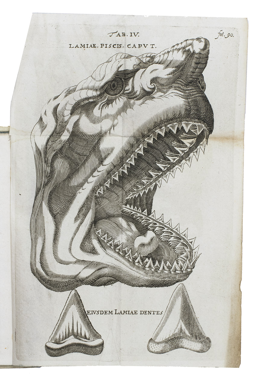 STENO, Nicolaus (Niels STENSEN). - Elementorum myologiae specimen: seu musculi descriptio geometrica. Cui accedunt canis carchariae dissectum caput, et dissectus piscis ex canum genere.Amsterdam, Johannes Janssonius van Waesberge and the widow of Elizeus Weyerstraet, 1669. With many woodcut diagrams and other illustrations in the text and 7 engraved folding plates with figures and tables.With: (2) HOBOKEN, Nicolaas. Anatomia secundinae humanae, quindecim figuris ad vivum propri autoris manu delineatis, illustrata. ... Cum annexo S. Specilegio epistolarum, rem potissimum generatoriam referentium.Utrecht, Joannes Ribbius, 1669. With an engraved frontispiece, a full-page portrait of Nicolaas Hoboken by C. Hagens facing the frontispiece and 15 figures on 8 engraved folding plates.8vo. Contemporary vellum, title in ink on spine, blue edges.