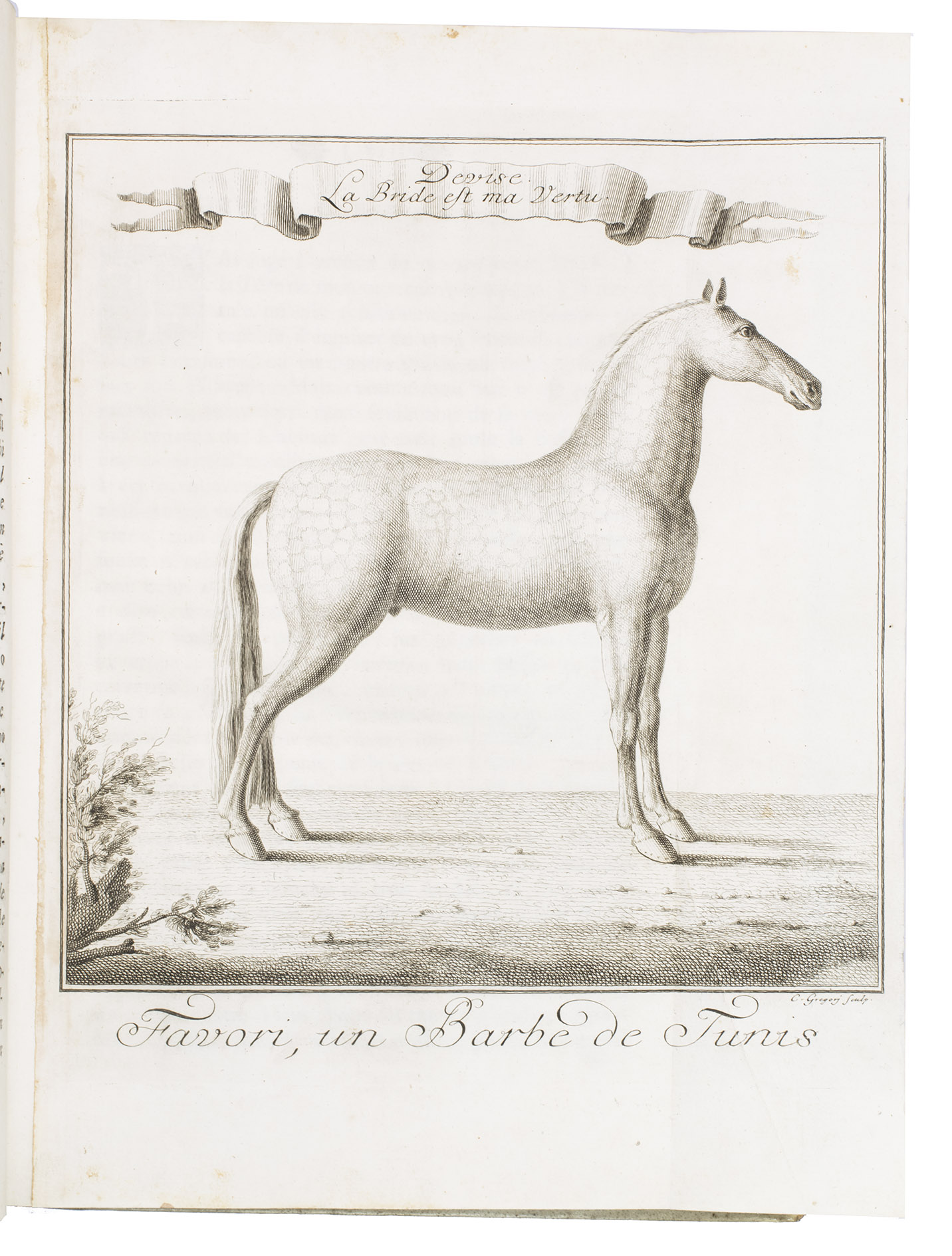 EISENBERG, Friedrich Wilhelm Baron d'. - La perfezione e i difetti del cavallo.Florence, Giuseppe Allegrini for the Stamperia Imperiale, 1753. Folio. With an engraved title-page (with a variant of the title in French), a woodcut vignette on the title-page, the typographical title-page is printed in red and black, 22 full-page engraved plates, showing horses in several positions in 119 figures, and 1 folding engraved plate depicting a horse in full. Contemporary vellum, with the title lettered in gold within a small gold-tooled frame on the spine, blue edges.