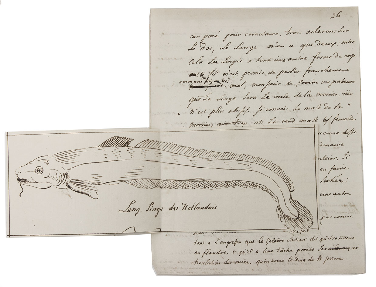 [AUTOGRAPH]. FRANCQ VAN BERKHEY, Jean le. - [Autograph letter in French, signed, to Henri Louis Duhamel du Monceau.]Leiden, 10 December 1771. 25 x 20 cm (letter) & 23.5 x 18.5 cm (manuscript). Never bound.With: [MANUSCRIPT]. [FRANCQ VAN BERKHEY, Jean LE]. Memoires, pour servir a ce que l'illustre auteur de 