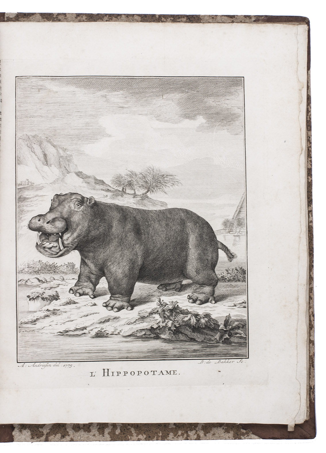 BUFFON, Georges Louis Leclerc, Comte de. - De natuurlyke historie, van den hippopotamus of het rivierpaard. ... Verrykt met eene afbeelding van dit wonderlyk dier; nauwkeurig getekend ...Amsterdam, J.H. Schneider, 1775. With an engraved plate of a hippopotamus by Barent de Bakker after Andreas Andriesen. With: (2) SCHFFER, Jacob Christian. Proeven op de slakken. ... Met zeven naar het leeven gekleurde plaaten. Uit het Hoogduitsch vertaalt. The Hague, Isaac du Mee, 1776. With 7 numbered, hand-coloured engraved plates by Gerard Sibelius after drawings by Adriaan Schregardus. 2 works in 1 volume. 4to. Contemporary half calf, gold-tooled spine.