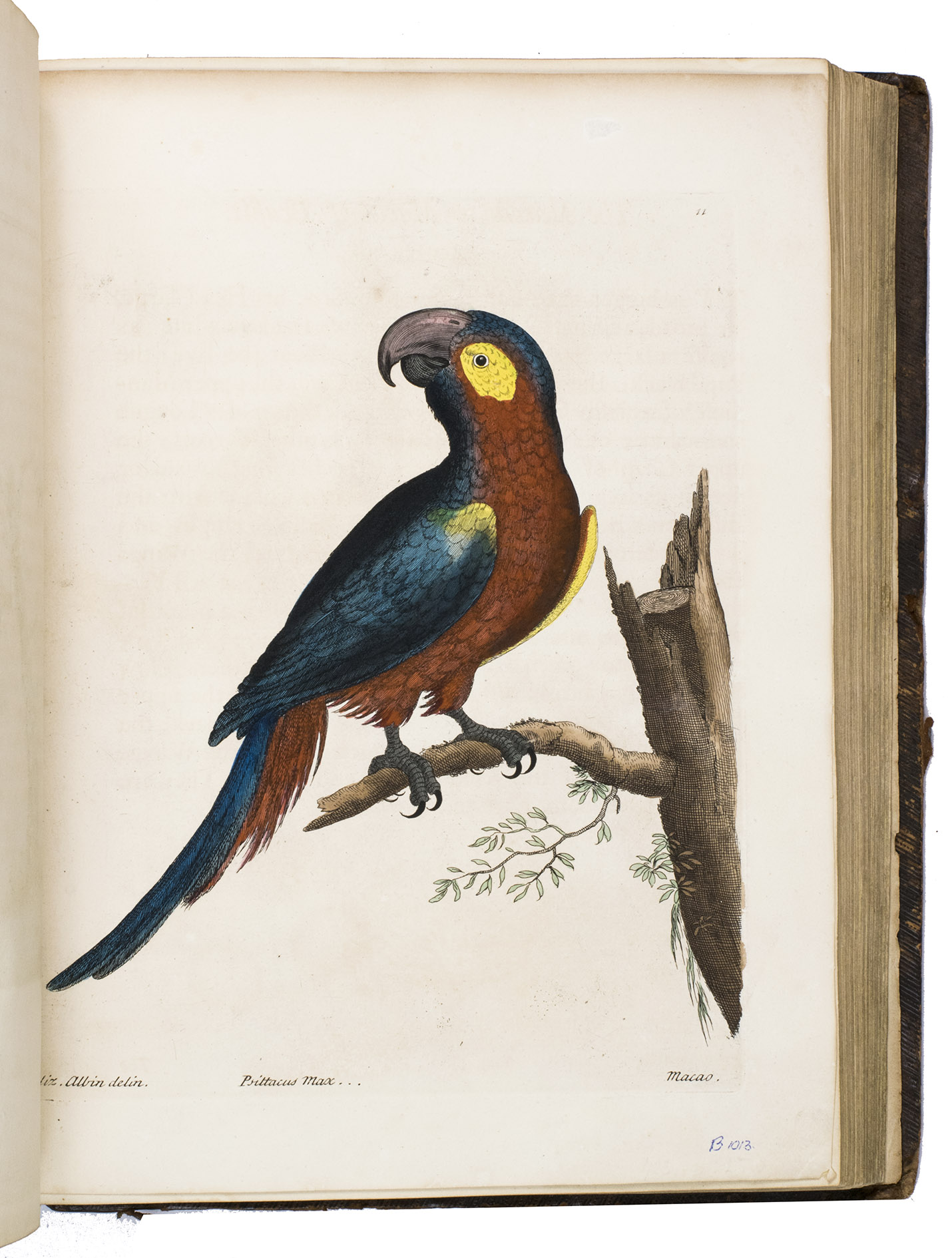 STEDMAN, John Gabriel. - Narrative, of a five years' expedition, against the revolted negroes of Surinam, in Guiana, on the wild coast of South America; from the year 1772, to 1777: elucidating the history of that country, and the description of its productions, viz. quadrupedes, birds, fishes, reptiles, trees, shrubs, fruits, & roots; with an account of the Indians of Guiana, & negroes of Guiana ...London, printed by J. Johnson and J. Edwards, 1796. 2 volumes. Large 4to (ca. 29 x 22.5 cm). With an engraved frontispiece, 2 identical engraved title pages with a vignette, and 80 engraved plates (including 3 folding maps and a large folding view of Paramaribo), all beautifully coloured by hand, and occasionally heightened with gold. Uniform contemporary gold-tooled calf, re-backed with a later gold-tooled spine with two red title labels lettered in gold.