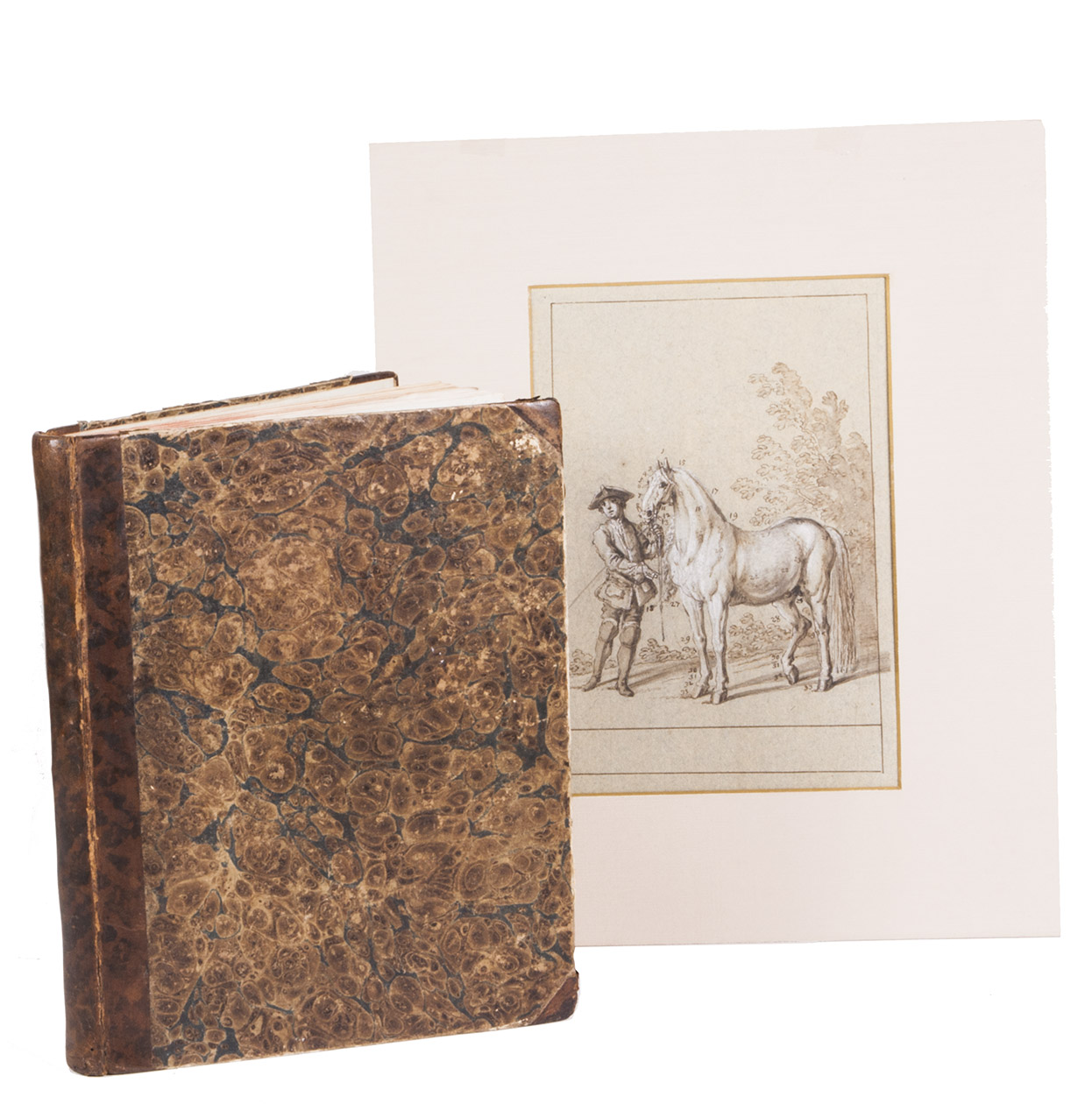 RIDINGER, Johann Elias. - [Drop-title:] Vorstellung der Pferde ... = Description du cheval ...[Augsburg, Martin Elias Ridinger and Johann Jakob Ridinger, 1770 or ca. 1768]. 4to. With an engraved allegorical frontispiece or title-print showing the corner of a garden with an equine statue and an asymmetric decorated shield with text, 50 plates with captions in German and French, conceived, drawn and engraved by Ridinger, each giving a lively and personal portrait of a horse. All plates, including frontispiece, beautifully coloured by a contemporary hand as published, some highlighted with white chalk. Further with decorations built up from cast fleurons. Set in 2 columns, mostly with the German in fraktur type on the left and the French in roman and italic on the right (some lists with the German and French on facing pages). Mottled, tanned half sheepskin (ca. 1840), sewn on 3 tapes, with a hollow back, shell-marbled sides (brown shell with blue veins, similar to Wolfe 128), red edges. Recased, with new headbands.With:(2) [DRAWING - EQUINE]. RIDINGER, Johann Elias. [Die guthe Gestalt eines Pferdes. = La beaut et les parties exterieures du Cheval.][Augsburg, ca. 1765].Drawing in pen and brown ink, ink washes and white chalk on grey-blue paper (24 x 17 cm, frame of pen-drawn rules 18.5 x 13.5 cm, with an empty panel at the foot for the title), for the second plate of Vorstellung der Pferde. With the small ink stamp of an eagle (9.5 x 7 mm) from the collection of Aldalbert Freiherr von Lanna (1836-1909). In a passe partout.