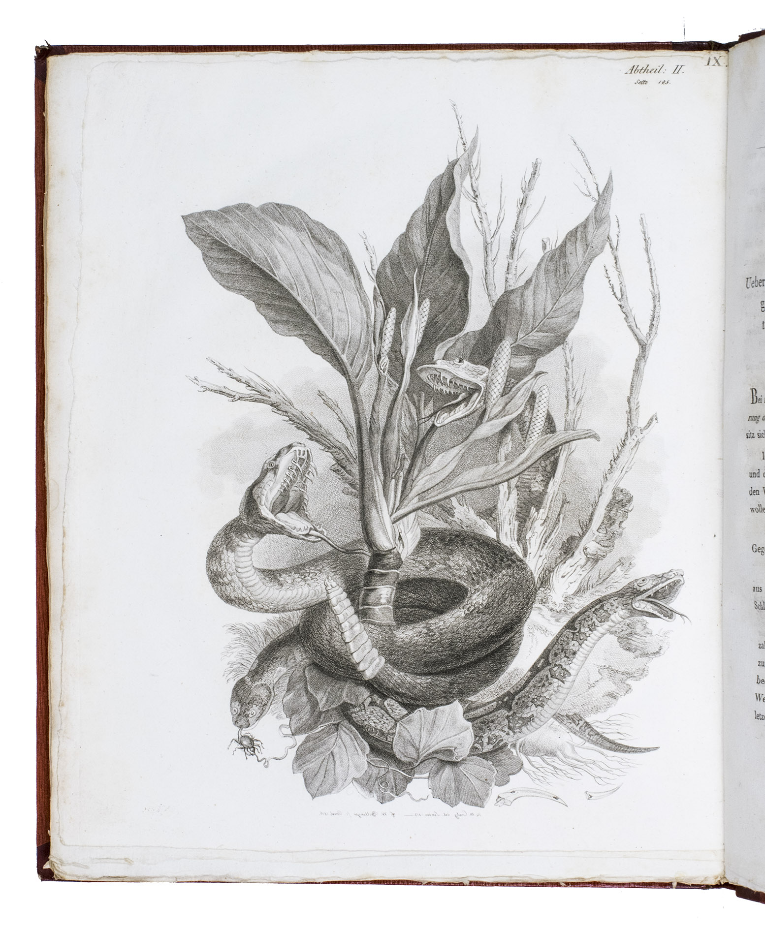 SACK, Baron Albert von. - Beschreibung einer Reise nach Surinam und des Aufenthaltes daselbst in den Jahren 1805, 1806, 1807, so wie von des Verfassers Rückkehr nach Europa über Nord-Amerika. (Vol. 2:) Beschreibung einer Reise nach Surinam und des Aufenthaltes daselbst in den Jahren 1810, 1811, 1812, so wie von des Verfassers Rückkehr nach Europa über Nord-Amerika.Berlin, in der Haude und Spenerschen Buchhandlung, 1821. 2 volumes. Large 4to (23.5 x 28.7 cm). Volume 1: an engraved title page with a large illustration by S. Middiman after W.M. Craig, an engraved frontispiece, a map of Surinam