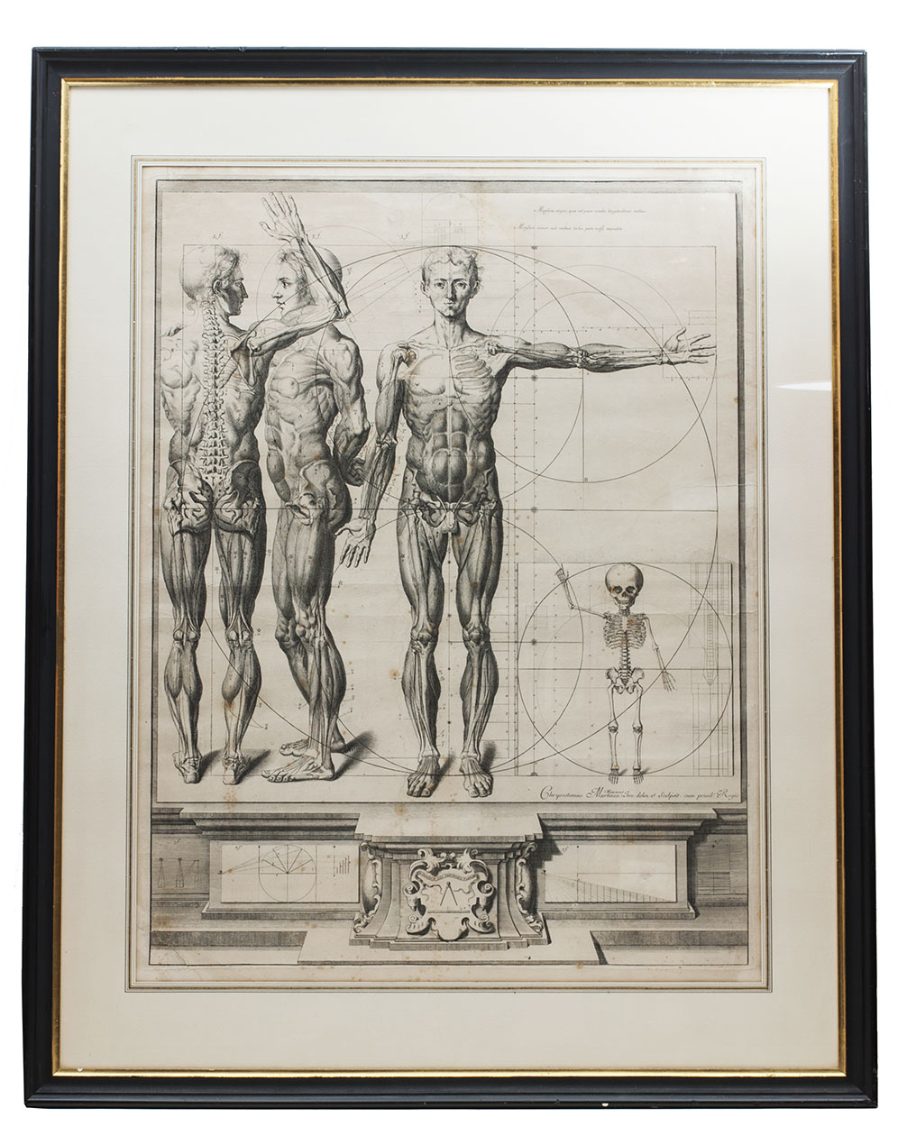 MARTNEZ, Crisstomo (Chrysostomus). - [Nouvelles figures de proportions et d'anatomie du corps humain].[Paris, engraved ca. 1687/88]. 71 x 53.5 cm. An extremely large engraved anatomical print (plate size 69 x 52.5 cm; engraved image 68.5 x 51.5 cm). In a passe-partout, under glass in a wooden frame painted black with the inside edge gilt (92 x 73 cm).