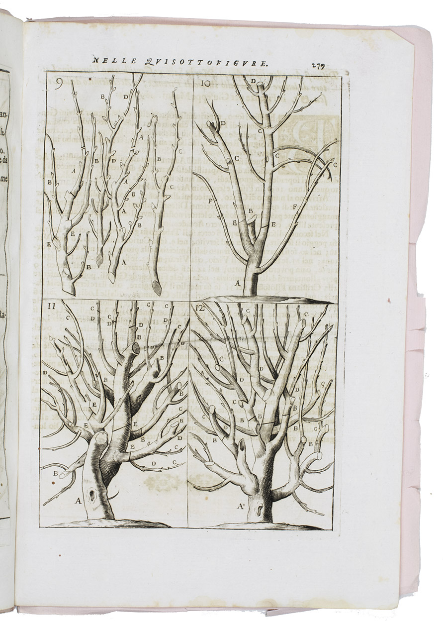 DAHURON, Ren. - Tratttato[!] del tagliar gl'alberi da frutto con la maniera di ben allevarli, tradotto dal Francese, ... [Venice?, Girolamo Albrizzi?, 1698?]. Folio. With a drop-title on the first page, 12 numbered illustrations printed from 3 engraved plates, and a notice of another book on the last page. Modern pink paper wrappers.