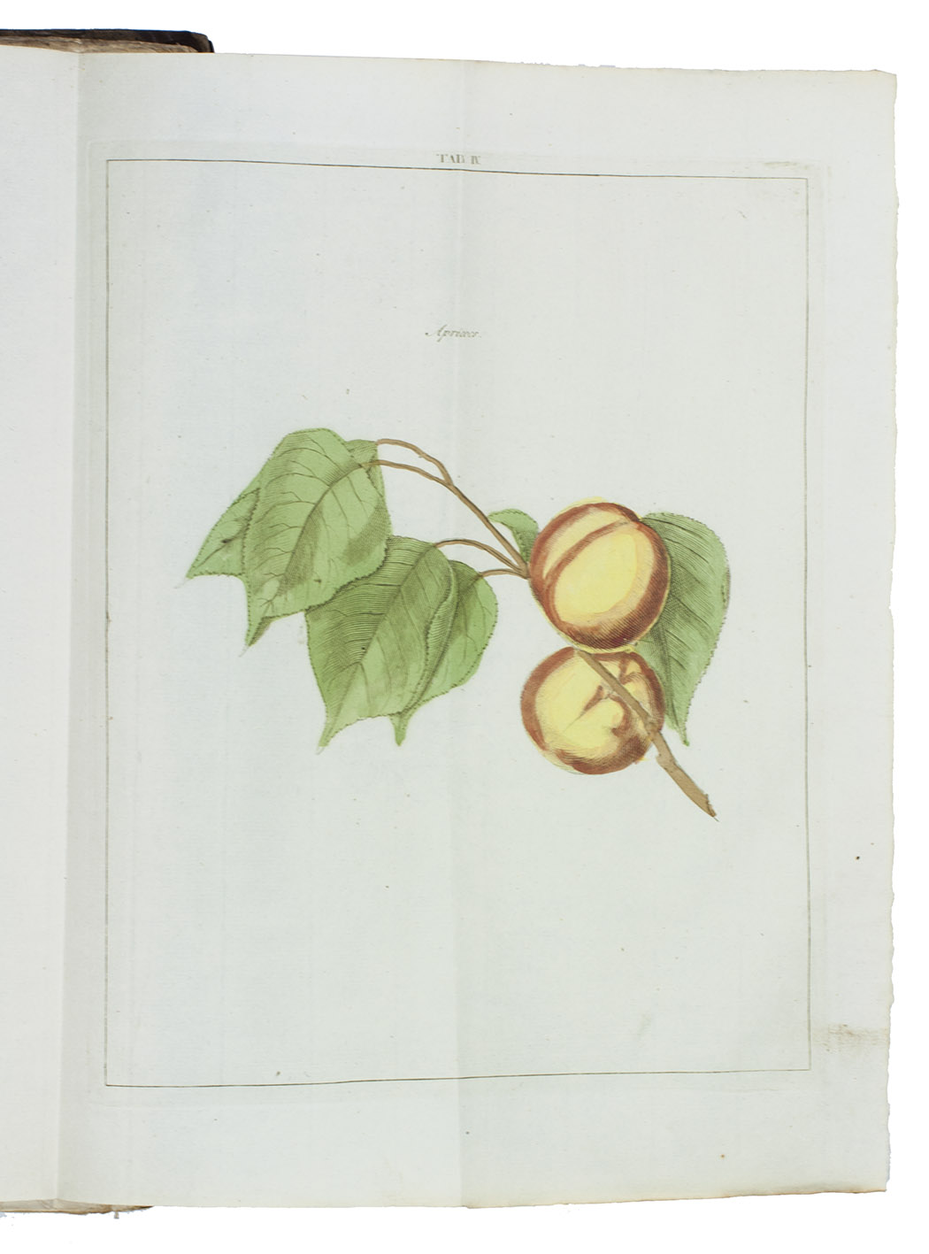 KNOOP, Johann Hermann. - Beschrijving en afbeeldingen van de beste soorten van appelen en peeren, ...With: (2) KNOOP, Johann Hermann. Beschrijving van vruchtboomen en vruchten, ...(3) KNOOP, Johann Hermann. Beschrijving van plantagie-gewassen, ...Amsterdam, Allart, Holtrop; Dordrecht, De Leeuw, Krap, 1790. 3 works in 1 volume. Folio. With 39 folding engraved plates (12 of apples & 8 of pears in the first work, showing 90 sorts; 19 of fruit and nut trees in the second work, showing 24 sorts). All coloured by a contemporary hand. Contemporary half calf, gold-tooled spine.