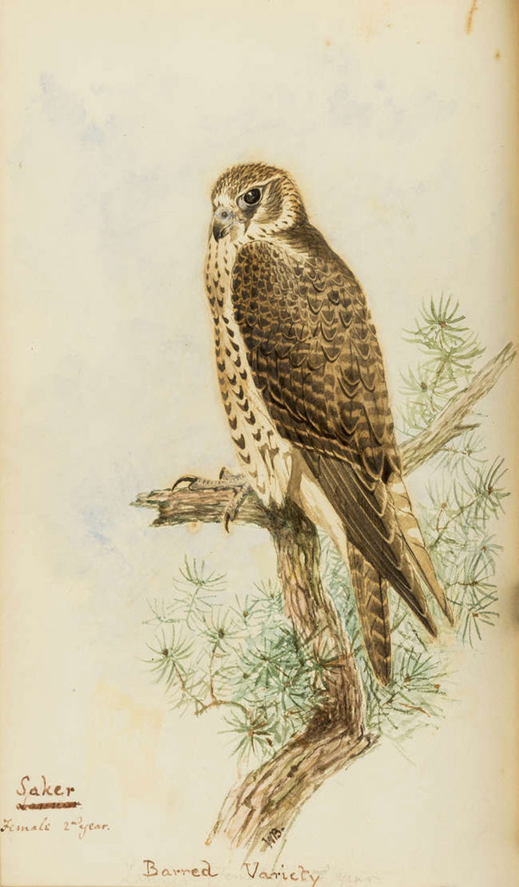 SALVIN, Francis Henry (William BRODRICK, illustrator). - Falconry in the British Isles.London, John van Voorst, 1873. 4to. With 3 additional original watercolours by the illustrator, William Brodrick, highlighted with gum arabic. And with 28 hand-coloured lithographed plates after William Brodrick, some highlighted with gum arabic. Contemporary half green morocco, gold-tooled spine.