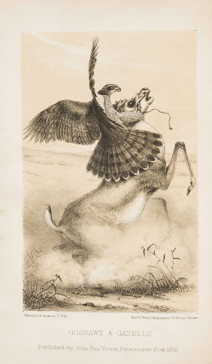 BURTON, Sir Richard Francis. - Falconry in the valley of the Indus.London, Van Voorst, 1852. 8vo. With a tinted lithographed frontispiece, 3 plates and with an 8-page publishers catalogue at the end.  Original publisher's cloth.