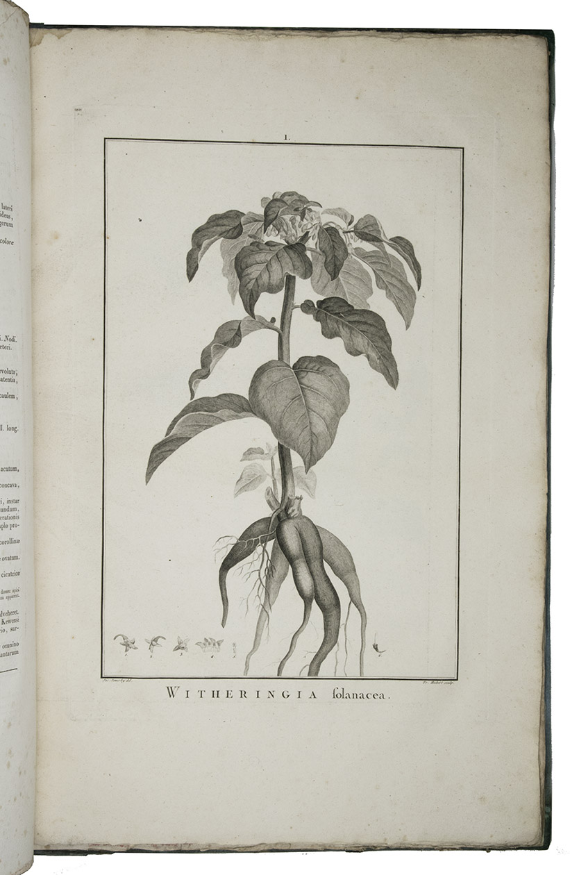 L'HRITIER DE BRUTELLE, Charles-Louis. - Sertum Anglicum, seu plantae rariores quae in hortis juxta Londinum, imprimis in horto regio Kewensi excoluntur, ab anno 1786 ad annum 1787 observatae.Paris, Pierre-Franois Didot, 1788 [= after 1800]. 1mo (full-sheet leaves, ca. 34 x 53,5 cm). With 35 engraved botanical plates (8 folding), including 20 drawn by Pierre-Joseph Redout and 10 by James Sowerby. Contemporary half red roan (sheepskin). Preserved in a professionaly handmade box, made for this book.