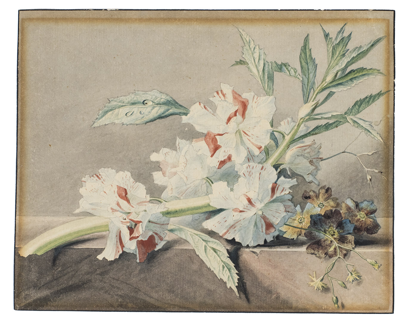 OS, Georgius Jacobus Johannes. - [Flowers and fruits on a marble plinth].[Paris or Holland], [ca. 1815-1825]. Four watercolour drawings on paper, three signed G.J.J Van Os, edged with a thin black border.
