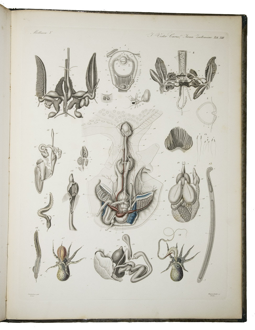 CARUS, Julius Victor. - Icones Zootomicae. Mit Originalbeitrgen der Heerren G.J. Allman, C. Gegenbaur, Th. H. Huxley, Alb. Klliker, H. Mller, M.S. Schultze, C.Th.E. von Siebold und F. Stein. Herausgegeben von Julius Victor Carus. Erste Hlfte oder Tafel I-XXIII: Die Wirbellosen Thiere.Leipzig, Wilhelm Engelmann, 1857. Large folio (45.5 x 34.5 cm). With 23 engraved plates with many figures (many contemporary hand-coloured) by C. Haas, J.C. Loedel and Wagenschieber with 23 leaves of explanatory text. Half green morocco, brown paper sides.