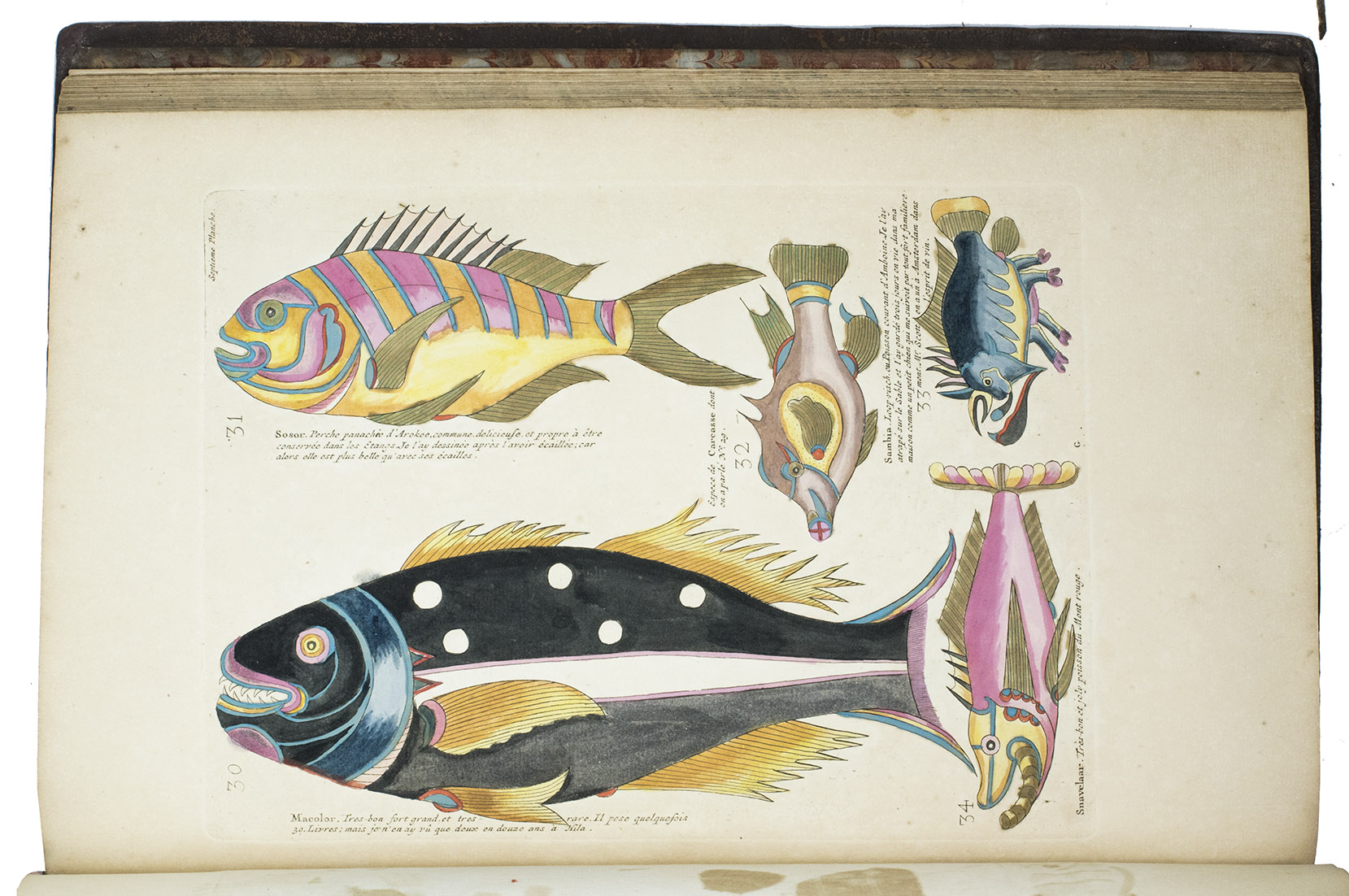 RENARD, Louis. - Poissons ecrevisses et crabes, de diverses couleurs et figures extraordinaires, que l'on trouve autour des Isles Moluques et sur les ctes des Terres Australes.Amsterdam, Reinier & Josua Ottens, 1754. 2 volumes bound as 1. Folio. Title-page in red and black, a divisional-title for each volume and 100 engraved plates, vividly hand-coloured as published, showing 460 fishes and other marine animals.  Contemporary calf, richly-gold tooled spine and bords, green morocco spine label with title in gold, decorated edges, marbled endpapers. Preserved in a professionally made black cloth box.
