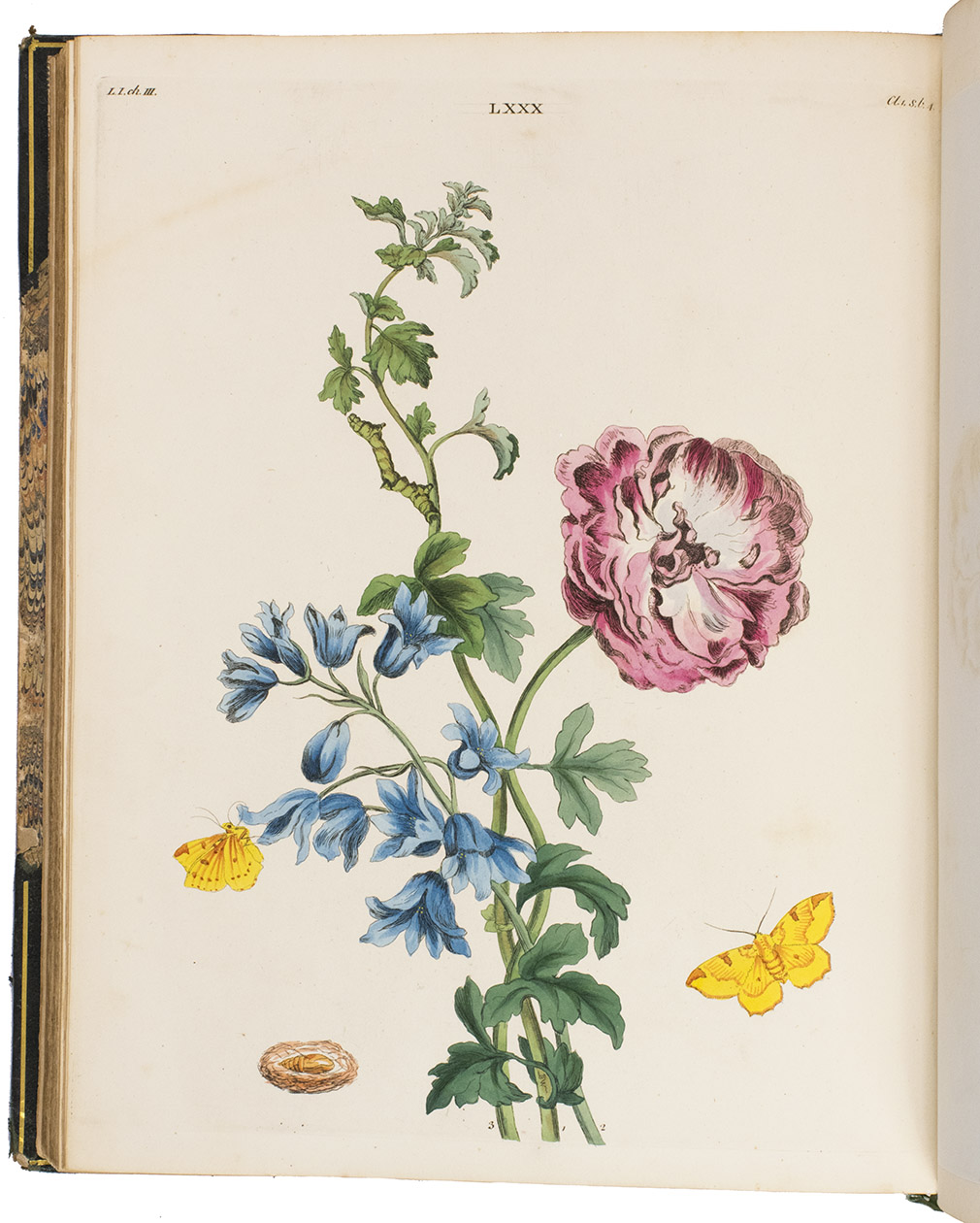 WILKES, Benjamin. - One hundred and twenty copper-plates of English moths and butterflies, representing their changes into the caterpillar, chrysalis, and fly-states, and the plants, flowers, and fruits, whereon they feed. Coloured with great exactness from the subjects themselves. With a natural history of the moths and butterflies, describing the method of managing, preserving, and feeding them.London, R. N. Rose (printed by G. Verrall, Worthing), 1824. 4to. With 120 engraved plates (mainly 27.5 x 22.5 cm) hand-coloured for the author. Mid-19th-century half gold-tooled dark green morocco.