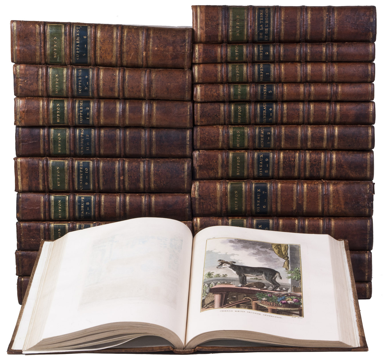 BUFFON, Georges-Louis Leclerc de. - Histoire naturelle, gnrale et particulire, avec la description du cabinet du roi. Nouvelle dition.Dordrecht, Abraham Bluss, 1766-1799. 38 parts in 21 volumes. Large 4to. With more than 1100 hand-coloured engraved plates, 10 maps, 1 folding engraved table, and an engraved portrait of Buffon (by Houbraken, with an extra-added uncoloured portrait pasted on the verso). Contemporary, uniform half tanned sheepskin.