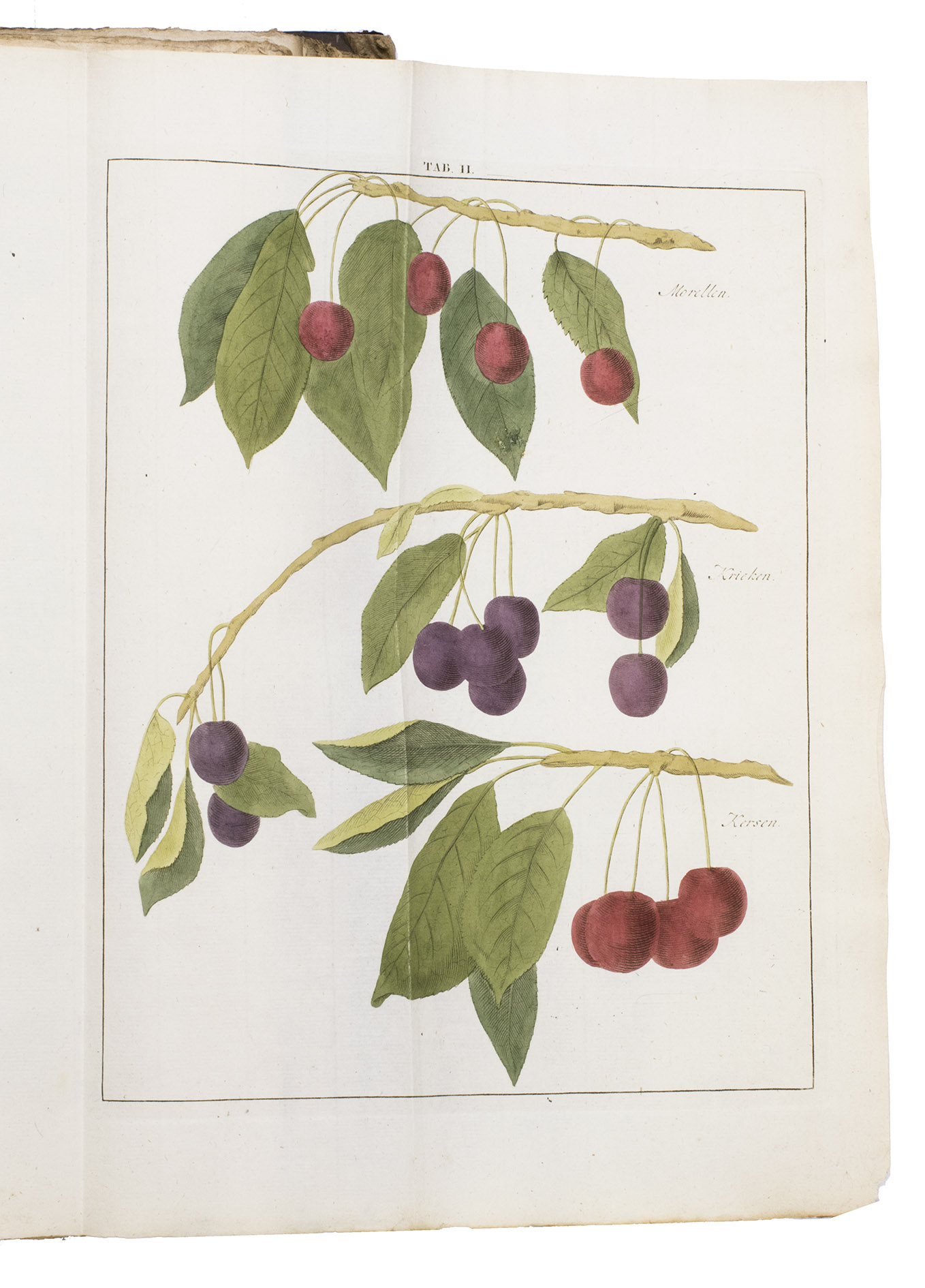 KNOOP, Johann Hermann. - Beschrijving en afbeelding van de beste soorten van appelen en peeren, ...Amsterdam and Dordrecht, Allart, Holtrop, De Leeuw, and Krap, 1790. 3 works in 1 volume. Folio. With 39 folding engraved plates (12 of apples & 8 of pears in the first work, showing 90 sorts; 19 of fruit and nut trees in the second work, showing 24 sorts), 4 woodcut tailpieces (plus 1 repeat) and 4 decorated woodcut initials (from 2 series). All coloured by a contemporary hand.  With:(2) KNOOP, Johann Hermann. Beschrijving van vruchtboomen en vruchten, ...(3) KNOOP, Johann Hermann. Beschrijving van plantagie-gewassen, ...Contemporary half calf, gold-tooled spine.